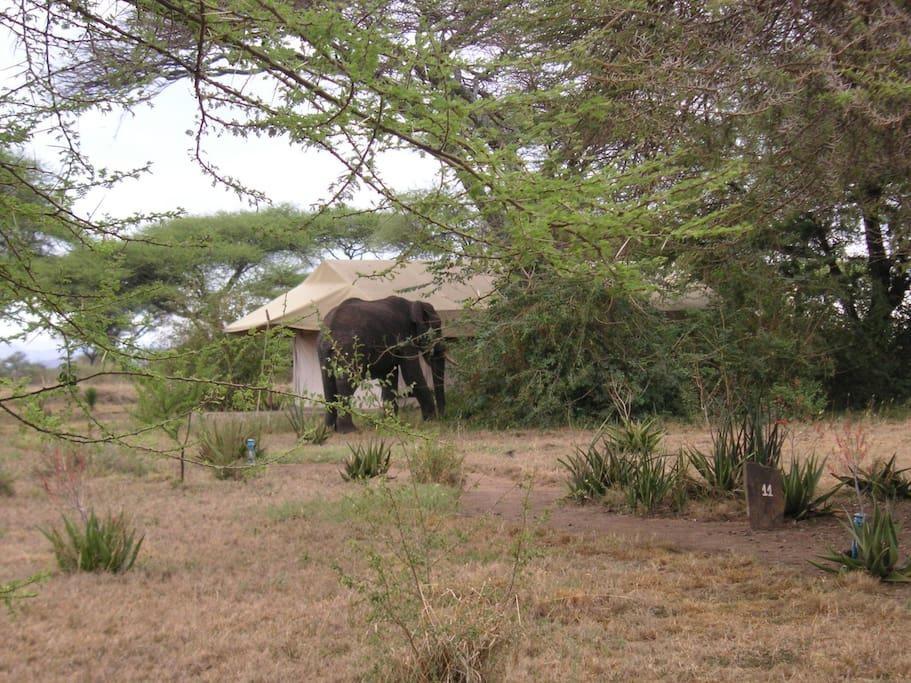 Mapito Tented Camp Serengeti-Savanne Exterior foto